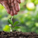 Care Of New Life - Watering Young Plant