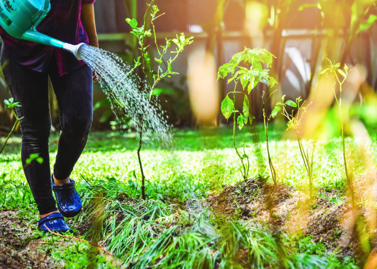 women use watering allium tuberosum and chilli tree in kitchen garden.