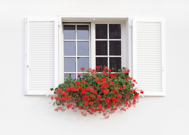 White window and flowers.