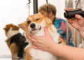 Dog after shower