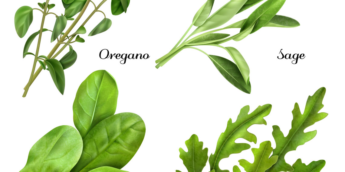 Set of realistic herbs and spices, fresh plants oregano, sage, spinach, arugula isolated vector illustration