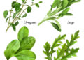 Set of realistic herbs and spices, fresh plants oregano, sage, spinach, arugula isolated vector illustration