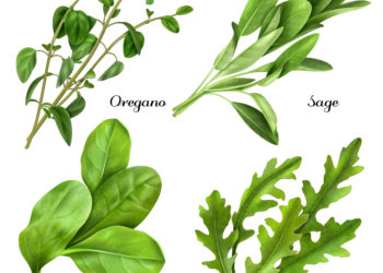 Set of realistic herbs and spices, fresh plants oregano, sage, spinach, arugula isolated vector illustration