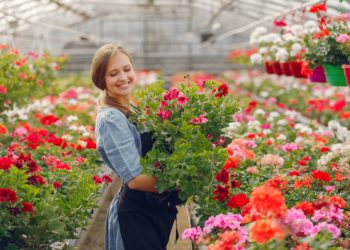 Woman in a greenhouse. Lady works with flowerpoots. Girl in a black apron.