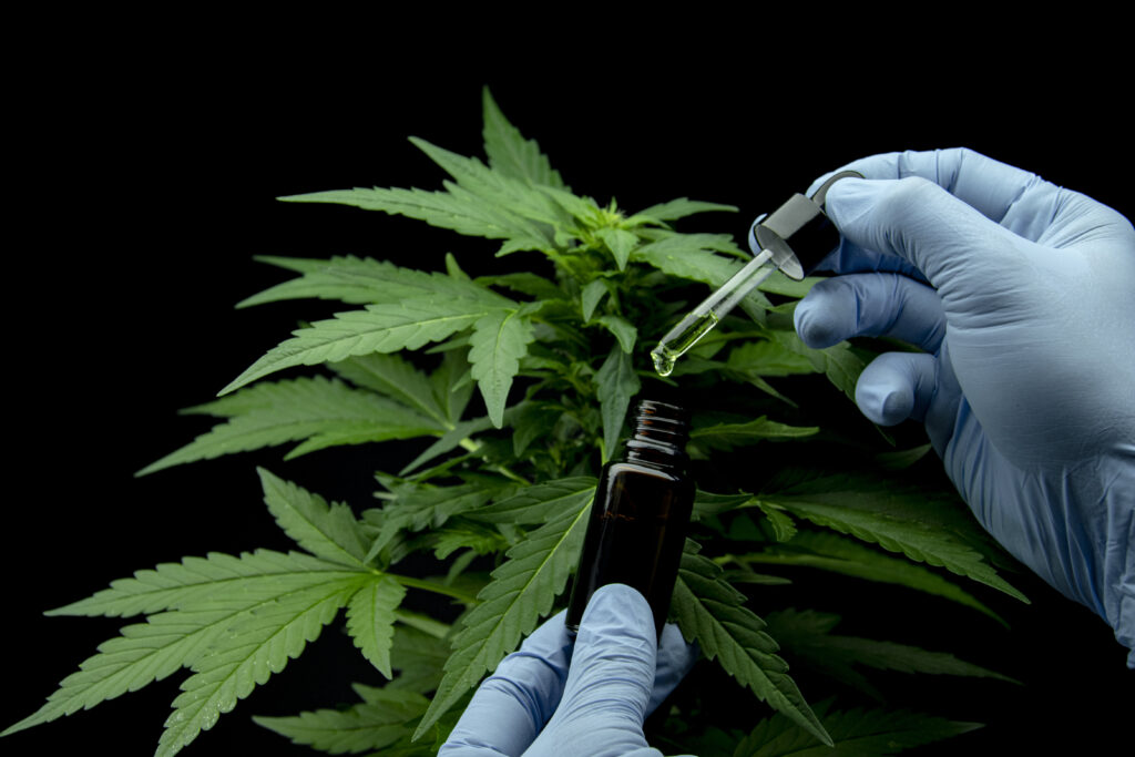 Cannabis leaves of a plant on dark background.