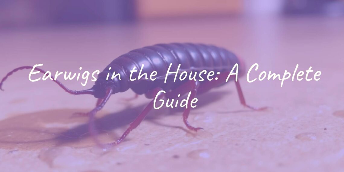 A close-up of an earwig with prominent pincers, dark brown body, reddish head, on a damp indoor surface, realistic.