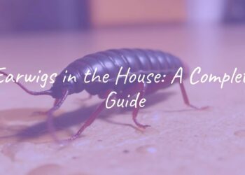 A close-up of an earwig with prominent pincers, dark brown body, reddish head, on a damp indoor surface, realistic.