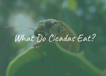 A close-up of a cicada feeding on tree sap, its straw-like mouthpart inserted into a green leaf, sunlight filtering through the background, realistic.