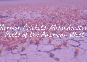 A swarm of Mormon crickets (Anabrus simplex) crawling on dry ground in the American West, realistic, close-up view, vibrant colors, sunny day.