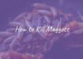Disgusting maggots on rotting food, close-up, dark and dirty background, realistic.