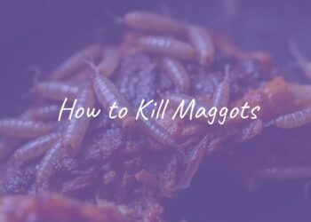 Disgusting maggots on rotting food, close-up, dark and dirty background, realistic.
