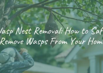 A wasp nest hanging from a tree near a house, with a safe removal process being demonstrated, realistic.