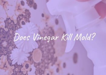 Close-up of white vinegar spray bottle and moldy surface being cleaned, natural light, realistic.