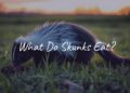 A black-and-white skunk digging for food in a grassy field at dusk, realistic.