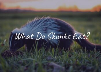 A black-and-white skunk digging for food in a grassy field at dusk, realistic.
