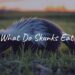 A black-and-white skunk digging for food in a grassy field at dusk, realistic.