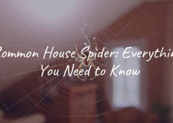 A common house spider (Parasteatoda tepidariorum) on its web in a cozy home corner, natural lighting, realistic.