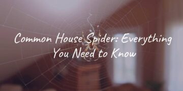 A common house spider (Parasteatoda tepidariorum) on its web in a cozy home corner, natural lighting, realistic.