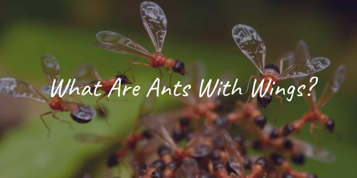 Winged ants in flight during warm damp weather, realistic close-up, nuptial flight scene, detailed focus on ant wings and colony, natural forest background.