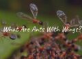 Winged ants in flight during warm damp weather, realistic close-up, nuptial flight scene, detailed focus on ant wings and colony, natural forest background.