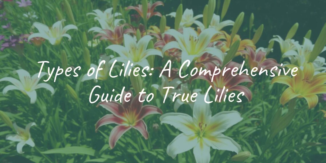 A vibrant garden with various types of true lilies in different colors and sizes, realistic, bright sunlight, detailed petals.