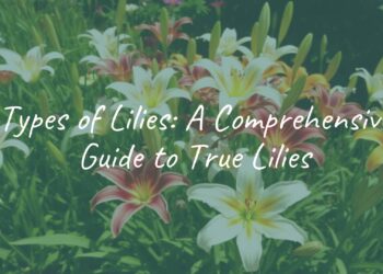 A vibrant garden with various types of true lilies in different colors and sizes, realistic, bright sunlight, detailed petals.