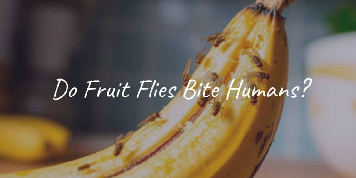 Close-up of fruit flies on a rotting banana, bright kitchen background, realistic.
