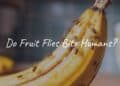 Close-up of fruit flies on a rotting banana, bright kitchen background, realistic.
