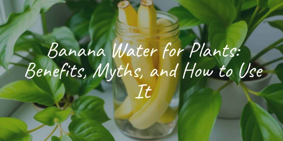 Fresh banana peels soaking in a glass jar of water, surrounded by healthy green houseplants, natural light, simple and clean composition.