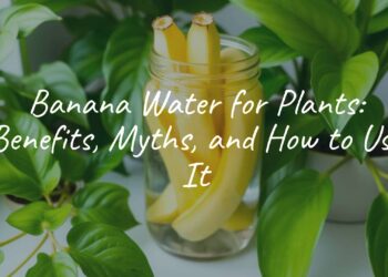 Fresh banana peels soaking in a glass jar of water, surrounded by healthy green houseplants, natural light, simple and clean composition.