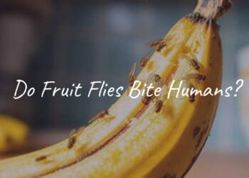 Close-up of fruit flies on a rotting banana, bright kitchen background, realistic.
