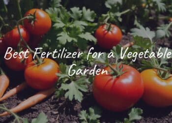 Lush vegetable garden with ripe tomatoes, carrots, and leafy greens, soil enriched with organic fertilizer, sunny day, realistic.