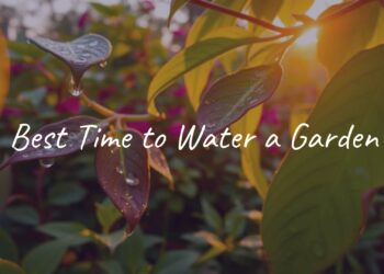 Vibrant garden at sunrise, water droplets on leaves, early morning sunlight, peaceful and fresh atmosphere, realistic.