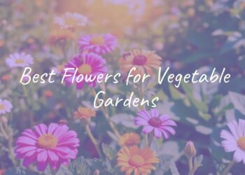 Colorful vegetable garden with flowers blooming among vegetables, bright sunlight, bees pollinating, lush greenery, realistic.