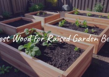 Raised garden beds made of cedar wood, filled with fresh soil and growing vegetables, sunny backyard setting, realistic.