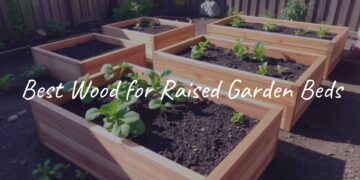 Raised garden beds made of cedar wood, filled with fresh soil and growing vegetables, sunny backyard setting, realistic.