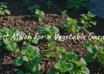 A vibrant vegetable garden with rich soil covered in natural mulch, various healthy plants growing, sunlight filtering through, realistic.