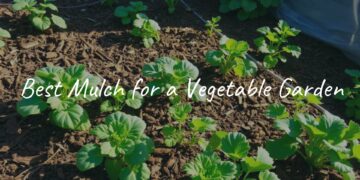 A vibrant vegetable garden with rich soil covered in natural mulch, various healthy plants growing, sunlight filtering through, realistic.