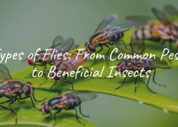 Close-up of various fly species on a green leaf, detailed wings and colors, natural lighting, realistic.